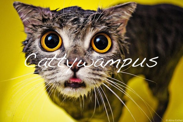 Cattywampus – How To Write a Compelling Vision Statement