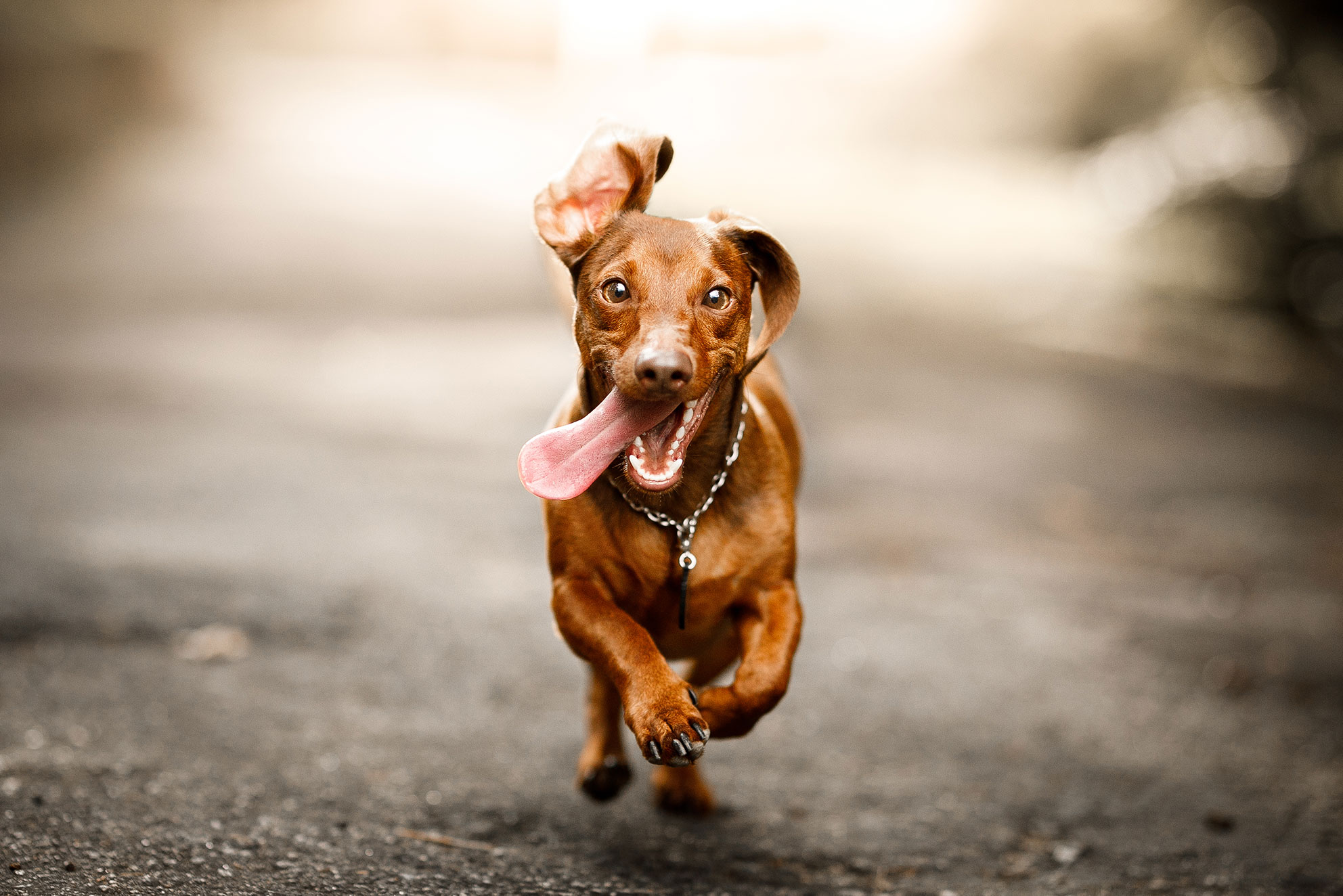 dog running with tongue in the wind
