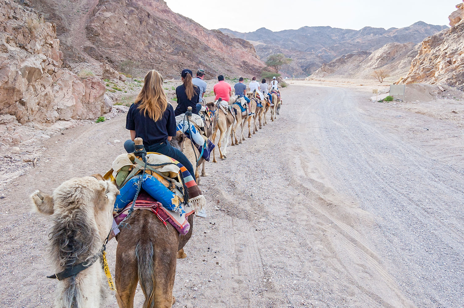 group of people riding camels