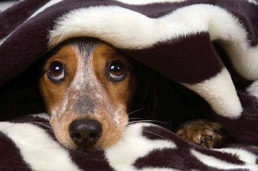 scared dog under a blanket