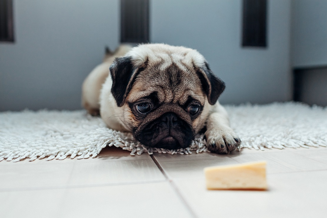 sad dog looking at cheese
