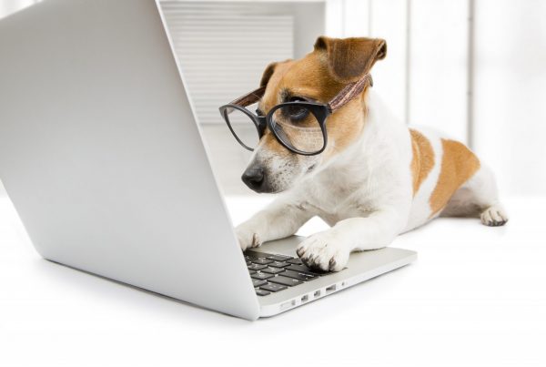 dog wearing glasses using a laptop computer